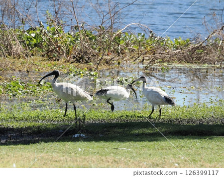 Australian Black Ibis at Yeppen Yeppen Lagoon, Australia 126399117
