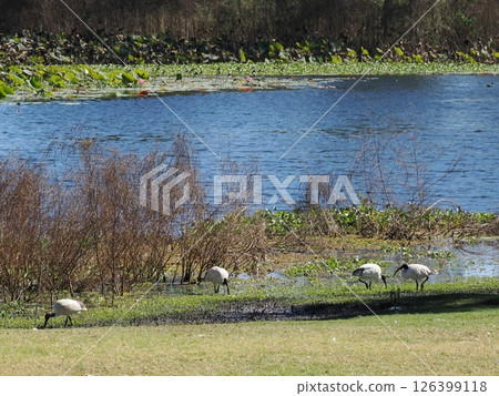 Australian Black Ibis at Yeppen Yeppen Lagoon, Australia Australian Black Ibis at Yeppen Yeppen Lagoon, Australia 126399118