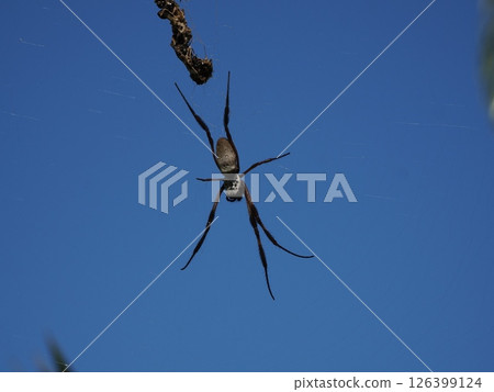 With the blue sky in the background, an orb spider spins a web and waits for prey, Rockhampton With the blue sky in the background, an orb spider spins a web and waits for prey, Rockhampton 126399124