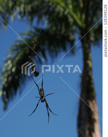 With the blue sky in the background, an orb spider spins a web and waits for prey. With the blue sky in the background, an orb spider spins a web and waits for prey. 126399126
