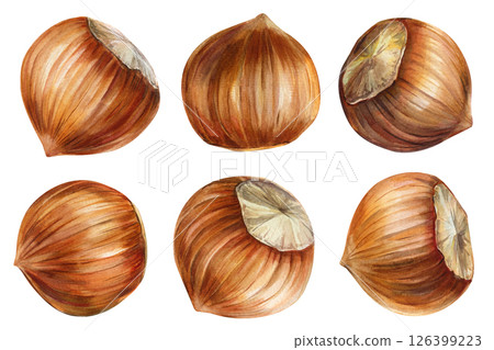 Nuts, set watercolor hazelnuts hand painted brown nuts with texture isolated on white healthy organic food illustration Nuts, set watercolor hazelnuts hand painted brown nuts with texture isolated on white healthy organic food illustration 126399223