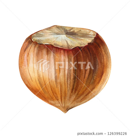 realistic watercolor hazelnut with shell and open end top view brown nut isolated on white handpainted organic snack art realistic watercolor hazelnut with shell and open end top view brown nut isolated on white handpainted organic snack art 126399226