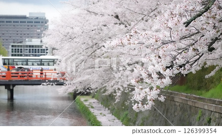 Row of cherry trees in japan 126399354