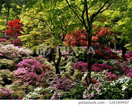Scenery of Daikozenji Temple 126399497