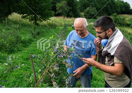 Father and Son Farmers Inspecting the Quality of Their Blueberry Harvest Together. 126399502