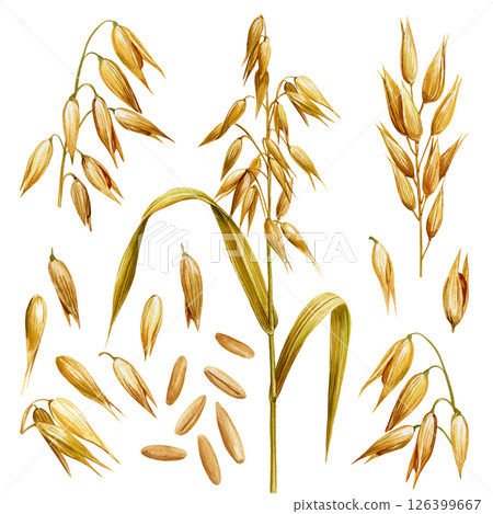 watercolor oat plant set with seeds grains stalks ears botanical illustration organic cereal isolated white background 126399667