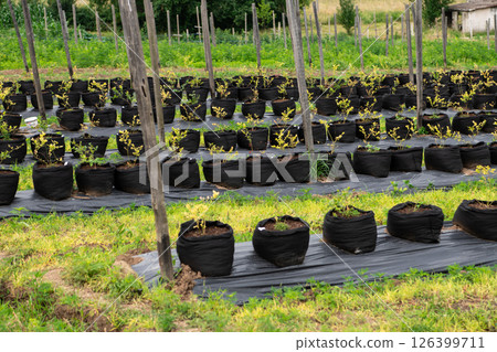 Young Blueberry Seedlings Ready for Future Production of Fresh Juices. 126399711