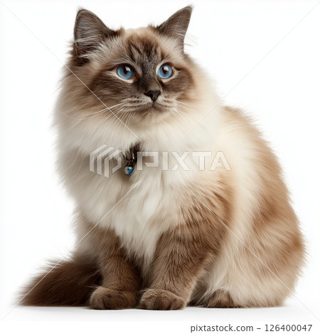 Ragdoll cat 126400047