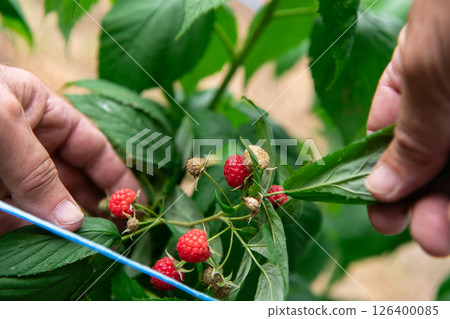 Hand Picking Fresh, Ripe Raspberries in a Sunlit Garden. Hand Picking Fresh, Ripe Raspberries in a Sunlit Garden. 126400085