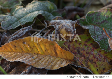 Frosty fallen leaves 126400366