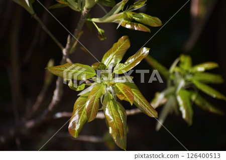 Beautiful young acou leaves with newly opened veins that still have a reddish tint 126400513