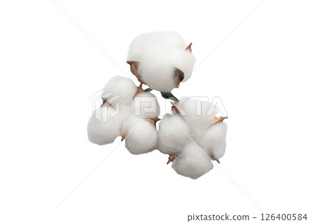 Cotton flower branch isolated on white background. Top view. Cotton flower branch isolated on white background. Top view. 126400584