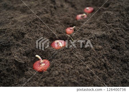 planting a gladiolus bulb or corm in a mixborder in a garden plot. Seasonal work on planting seedlings of flowers in landscaping near a country house. Farmer hands in gloves plant gladioli. 126400736