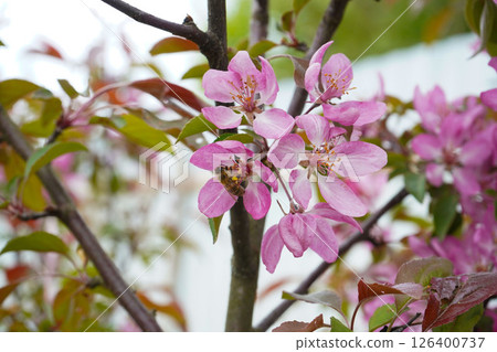 Bee collecting pollen on apple tree blossoming flower at spring. Apple tree bloom in may. 126400737