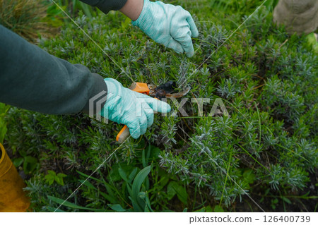 A gloved hand grips pruning shears while trimming a lavender plant. Seasonal gardening tasks include bush pruning. A gloved hand grips pruning shears while trimming a lavender plant. Seasonal gardening tasks include bush pruning. 126400739