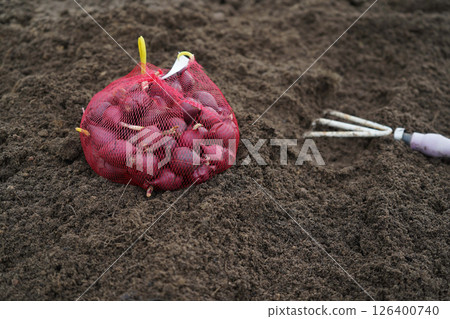 Getting ready to sow red onions in an organic garden. 126400740