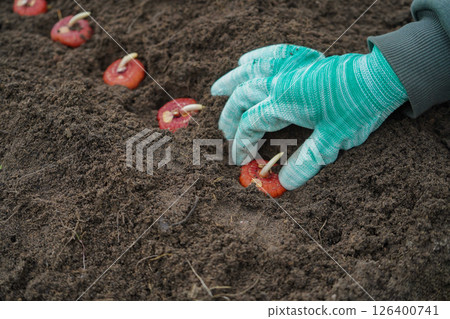The process of planting a gladiolus bulb or corm in a mixborder in a garden plot. Seasonal work on planting seedlings of flowers in landscaping near a country house. Farmer hands in gloves plant The process of planting a gladiolus bulb or corm in a mixborder in a garden plot. Seasonal work on planting seedlings of flowers in landscaping near a country house. Farmer hands in gloves plant 126400741