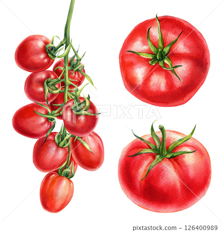 fresh juicy tomatoes watercolor illustration red vegetables collection isolated on white background organic food design fresh juicy tomatoes watercolor illustration red vegetables collection isolated on white background organic food design 126400989
