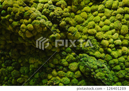 colorful moss colorful moss 126401289
