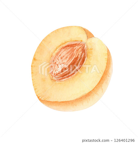 A fresh apricot cut in half with visible seed watercolor illustration. Hand-painted fruit design on white background, ideal for eco-friendly packaging, healthy food branding, and summer product labels A fresh apricot cut in half with visible seed watercolor illustration. Hand-painted fruit design on white background, ideal for eco-friendly packaging, healthy food branding, and summer product labels 126401296