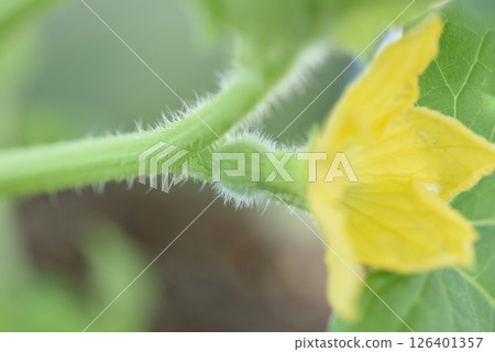 Baby Melon 126401357