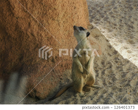 Meerkats at Rockhampton Zoo, Rockhampton, Australia 126401373