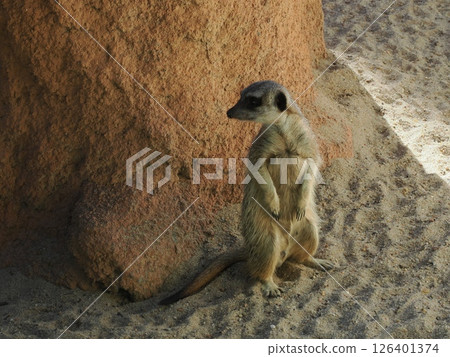 Meerkats at Rockhampton Zoo, Rockhampton, Australia 126401374
