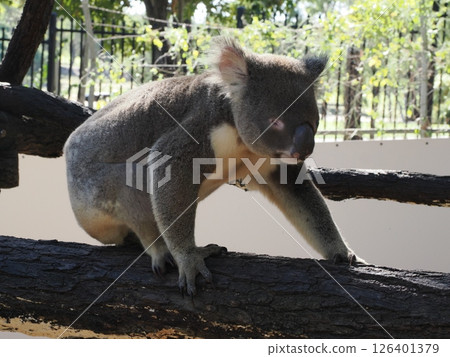 Koalas at Rockhampton Zoo, Rockhampton, Australia 126401379