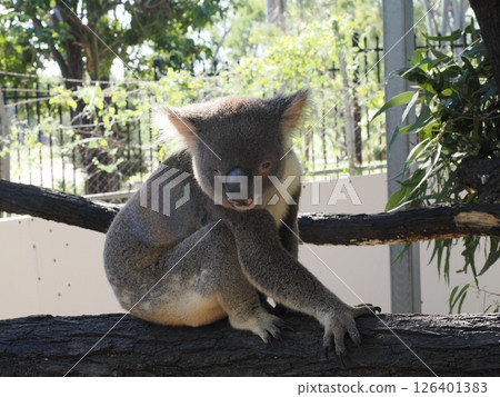Koalas at Rockhampton Zoo, Rockhampton, Australia Koalas at Rockhampton Zoo, Rockhampton, Australia 126401383