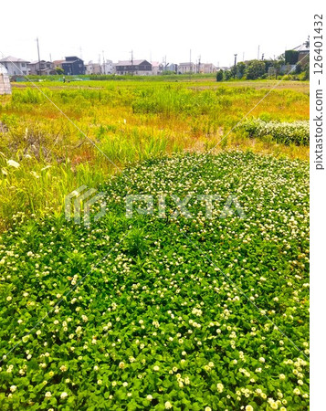 A field landscape with white clover blooming in the suburbs in early summer 126401432