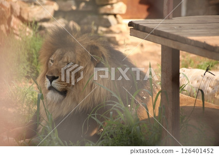 Lion lying in the shade near a wooden platform in a zoo enclosure, surrounded by grass and stones. The animal is resting with a calm, regal expression, partially obscured by foreground elements. Lion lying in the shade near a wooden platform in a zoo enclosure, surrounded by grass and stones. The animal is resting with a calm, regal expression, partially obscured by foreground elements. 126401452