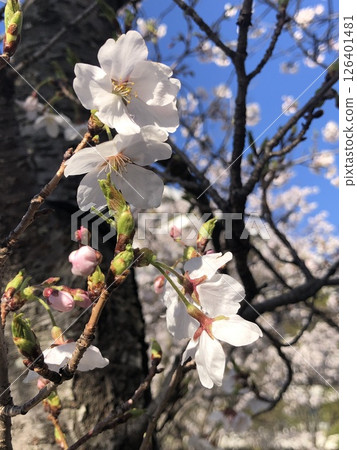 晴空下盛開的櫻花 126401481