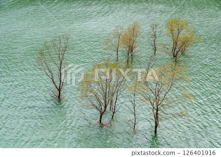 Submerged forest at Lake Akisen. Akita, Japan Submerged forest at Lake Akisen. Akita, Japan 126401916