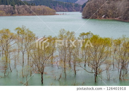 鞦韆湖的水下森林。日本秋田 126401918
