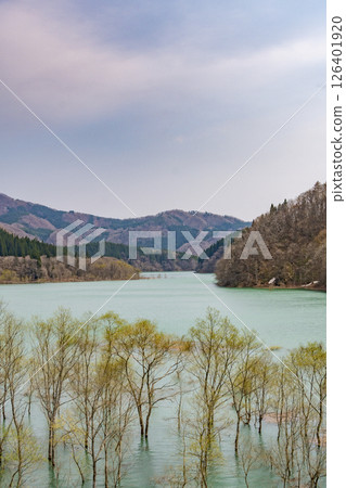 鞦韆湖的水下森林。日本秋田 鞦韆湖的水下森林。日本秋田 126401920