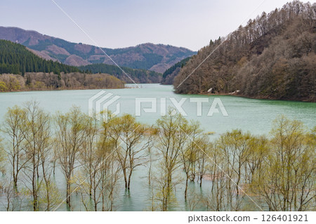 鞦韆湖的水下森林。日本秋田 126401921