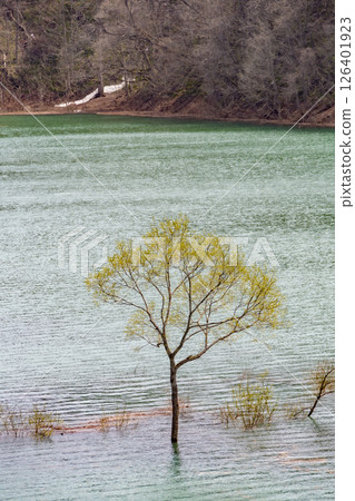 鞦韆湖的水下森林。日本秋田 126401923