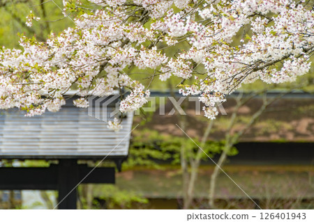 Cherry blossoms around the samurai residences in Kakunodate, Akita, Japan 126401943