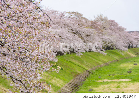 Cherry blossom trees along the banks of the Hinokinai River. Akita, Japan 126401947