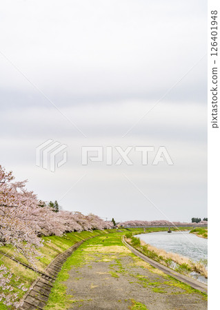 在檜木內川的河岸兩旁，櫻花樹成蔭。日本秋田 126401948