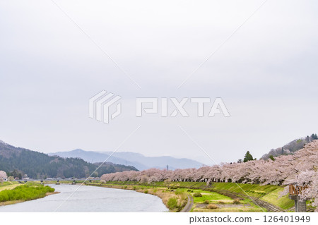 在檜木內川的河岸兩旁，櫻花樹成蔭。日本秋田 126401949