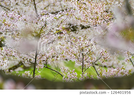 Cherry blossoms on the banks of the Hinokinai River. Akita, Japan Cherry blossoms on the banks of the Hinokinai River. Akita, Japan 126401956