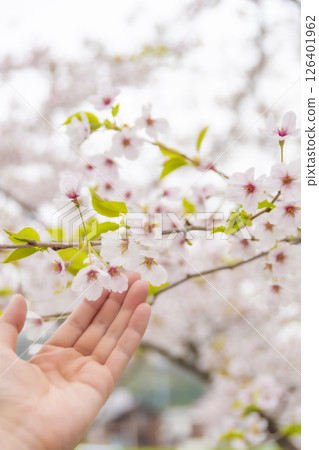 A woman's hand gently touching a cherry blossom. Akita, Japan 126401962