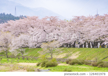 在檜木內川的河岸兩旁，櫻花樹成蔭。日本秋田 126401978