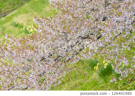 檜木內川河畔的櫻花。日本秋田 126401980