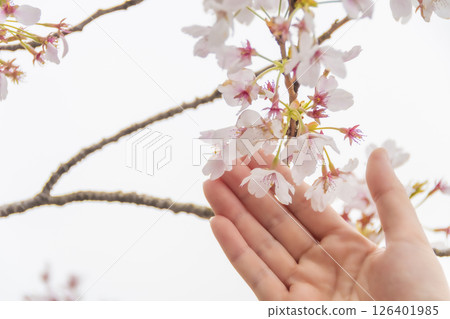 A woman's hand gently touching a cherry blossom. 126401985