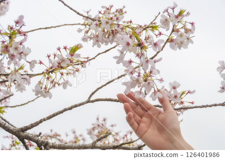 A woman's hand gently touching a cherry blossom. A woman's hand gently touching a cherry blossom. 126401986