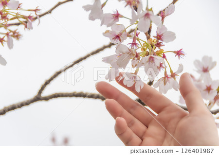 A woman's hand gently touching a cherry blossom. A woman's hand gently touching a cherry blossom. 126401987