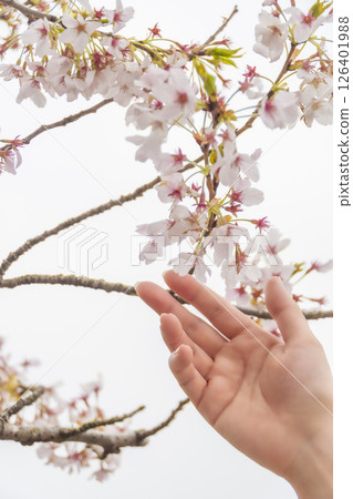 A woman's hand gently touching a cherry blossom. 126401988