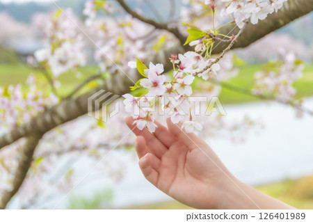 女人的手輕輕地摸著櫻花。 女人的手輕輕地摸著櫻花。 126401989